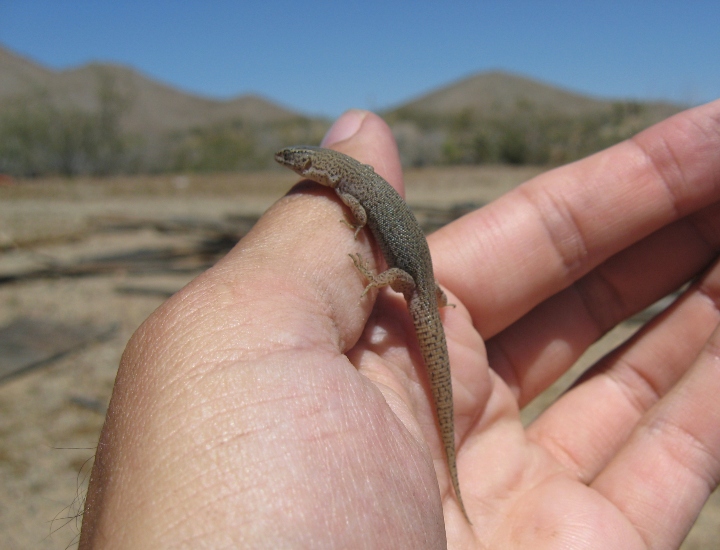 Desert Night Lizard